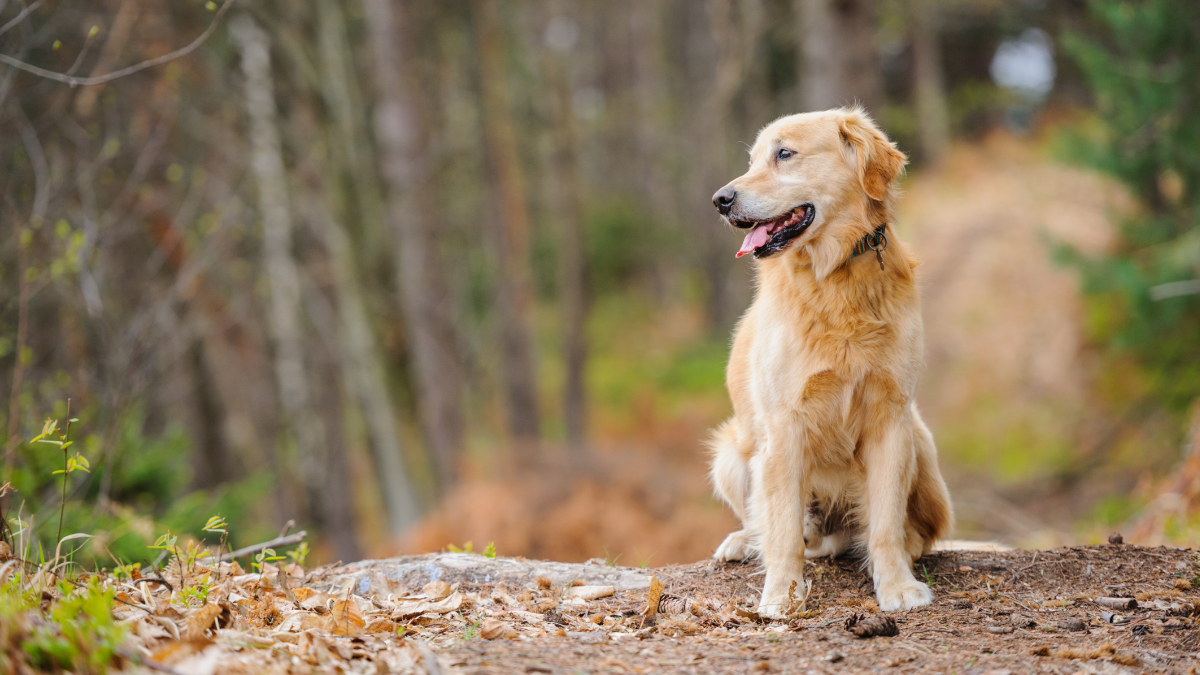Hond-bos.png